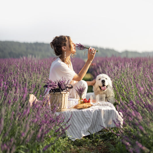 Lavender Fields: Aromatic/Herbal